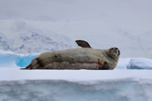 Antarctica