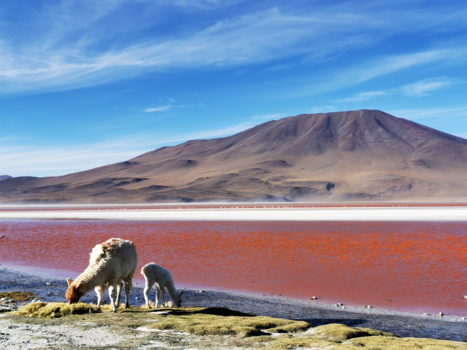 Laguna Colorada - Laguna Colorada con Llama
