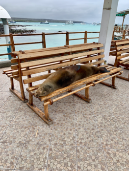Galápagos eilanden - Just another day on the Galapagos