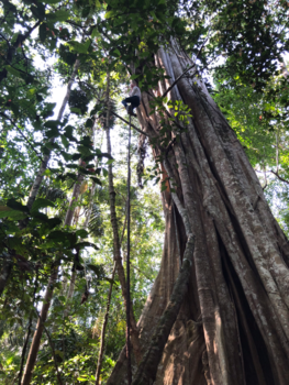 Puerto Maldonado - Een echte tukker op 12,5 meter hoogte in de Amazone#Peru🔥