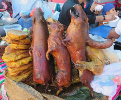 Peru - Cavia polonaise