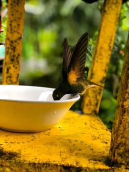 Colombia - Colibri