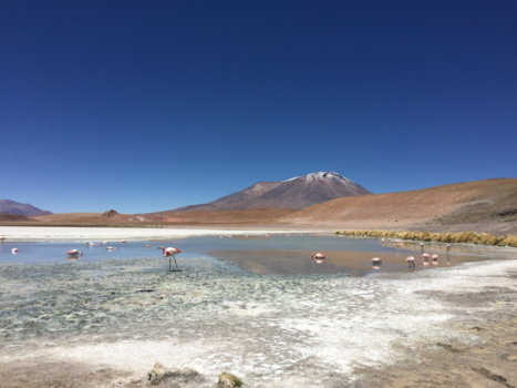 Bolivia - Flamingo’s tijdens een rondje Bolivia