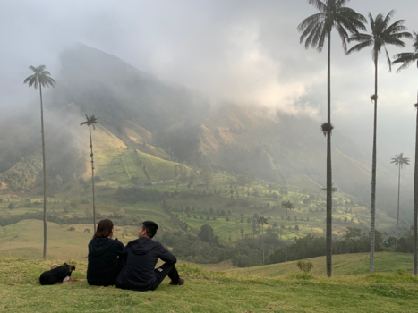 Colombia - Mist over de Valle de Cocora