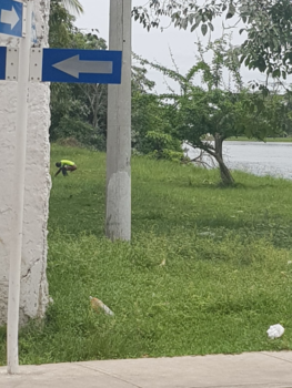 Colombia - Cultuursnuiven in colombia