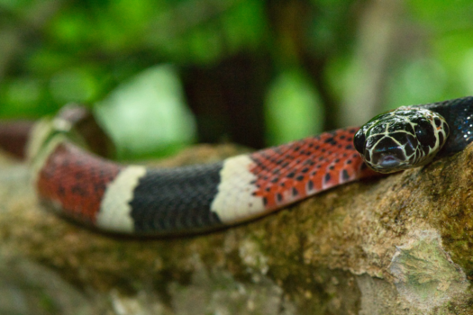 Ecuador - herpen