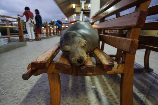Galápagos eilanden - Dutje doen