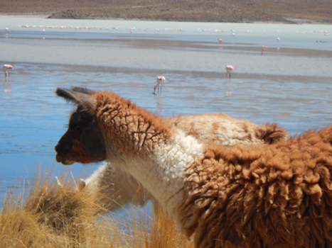 Bolivia - Lama's