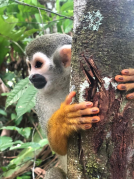 Rondreis Suriname in één week - Doodskopaapje met gelakte nageltjes