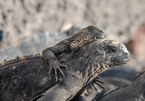 Galápagos eilanden - Enjoying the sun