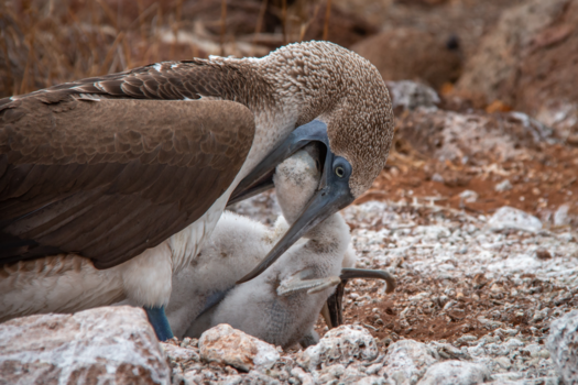 Galápagos eilanden - Hungry