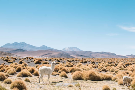 Salar de Uyuni - Een alpaca met een lammetje op de vlaktes in  Bolivia
