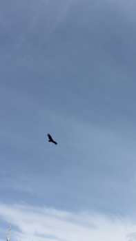 Peru - Andean Condor