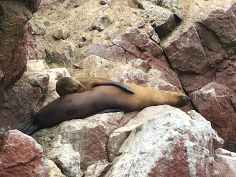 Peru - Ballatas Island