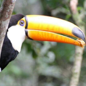 Rondreis Brazilië in 3 weken - Toekan tropisch