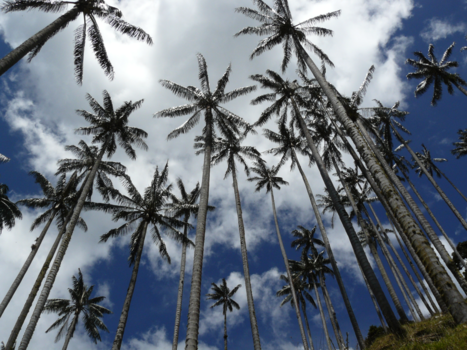 Colombia - Waxpalmbomen in de buurt van San Felix (Colombia)