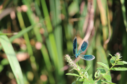 Brasilia - Aan de oever van de Ardennen