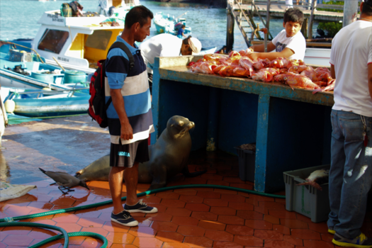 Galápagos eilanden - Heeft u zoute haring?
