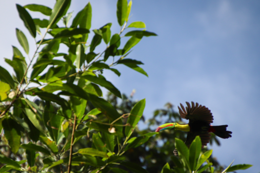 Tayrona National Park - Toekan in prachtige Colombiaanse natuur!