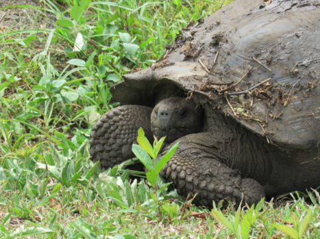 Galápagos eilanden - Oud en wijs