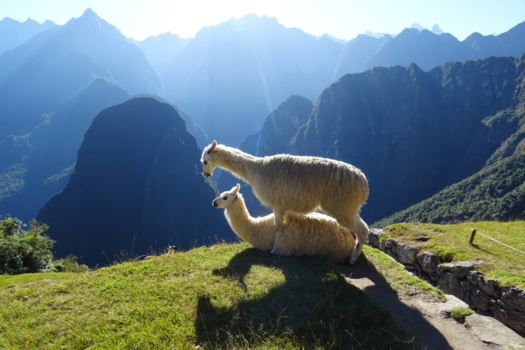 Peru - Lama Liefde op grote hoogte