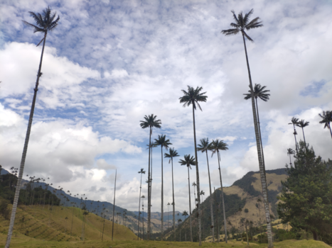 Colombia - Wax palm treas