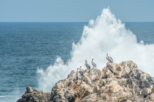 Rondreis Peru en Bolivia - Pelikanen langs de kust van Peru