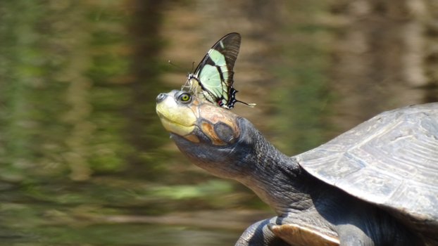 Puerto Maldonado - Turtle