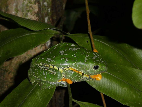 Bolivia - Amazon leaf frog