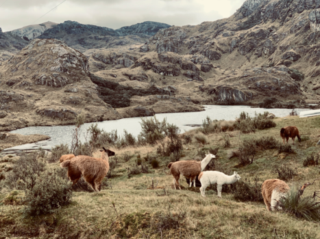 Ecuador - Cajas national parc