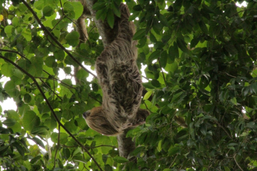 Rondreis Palumeu en Awarradam - Twee vingerige luiaard