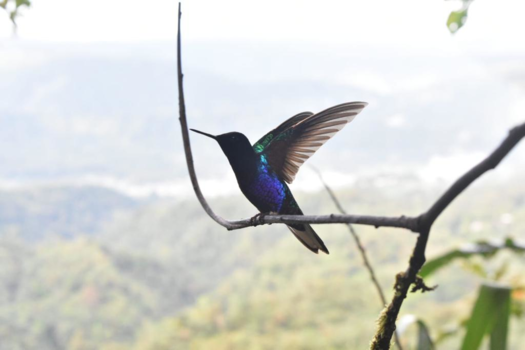 Ecuador - Mindo, Ecuador 🐦⛰️