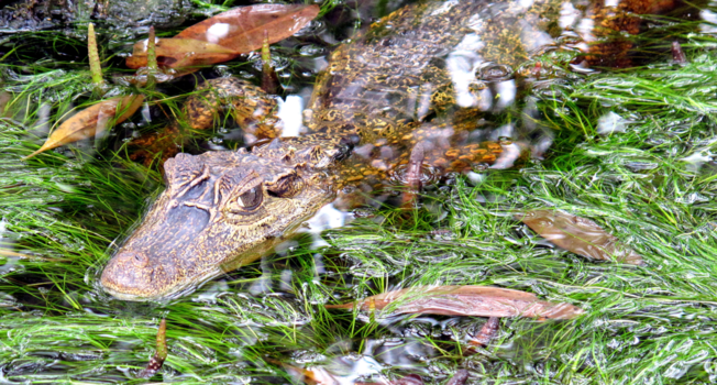 Bigi Pan - Kaaiman Bigi Pan moerasmeer  Suriname