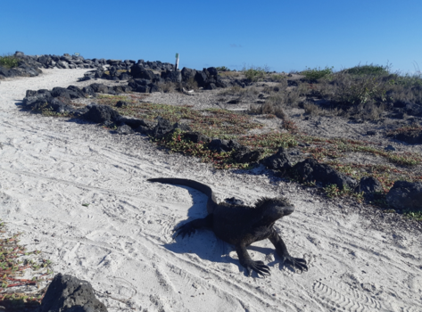Galápagos eilanden - Mariene leguaan, Santa cruz