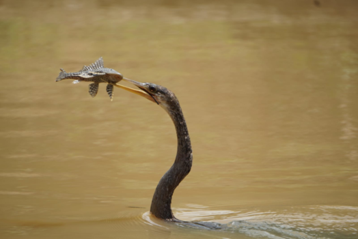 Bolivia - Visje eten