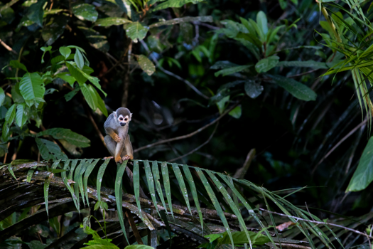 Ecuador - Curious monkey