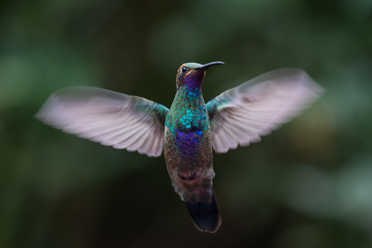 Ecuador - Kolibrie