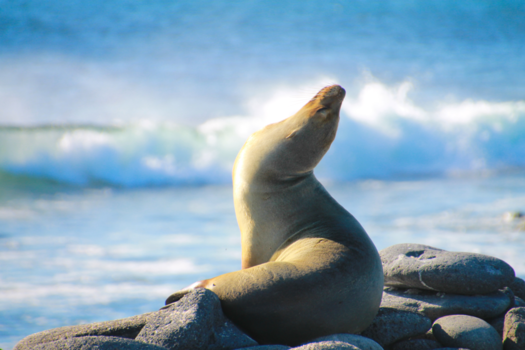 Galápagos eilanden - Zeeleeuw geniet van de zon
