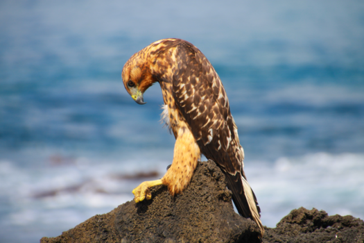 Galápagos eilanden - Galapagos havik bekijkt haar spieren
