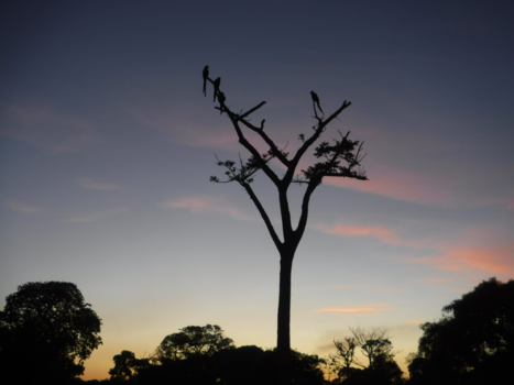 Pantanal - De avond valt over de Pantanal, de hyacintara's gaan slapen.