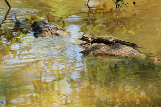 Pantanal - Meeliften met moeders
