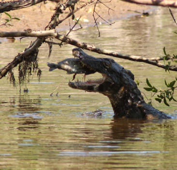 Pantanal - Hap, slik, weg.......