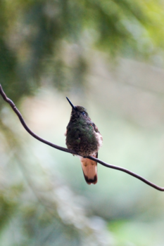 Colombia - The hummingbird Pose
