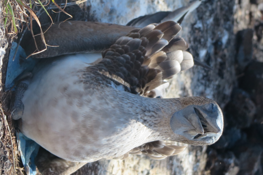 Galápagos eilanden - Blue-Footed Boobie brooding