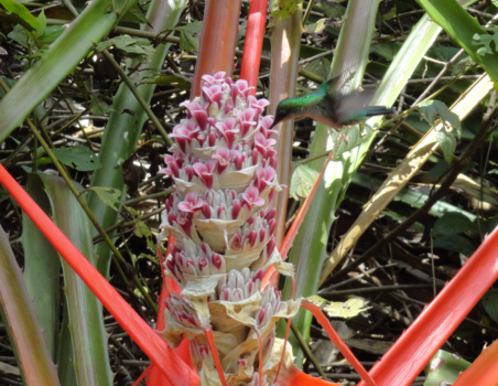 Iguaçu Falls - Energieke Kolibri