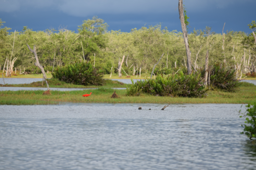 Bigi Pan - stilte voord de storm