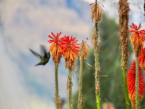 Peru - Vliegensvlug in stilstaand moment