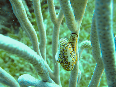 Rondreis Patagonië - Zee-naaktslak