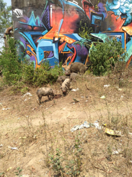 Rio de Janeiro - Varkens & grafitti in een favela in Rio de Janeiro
