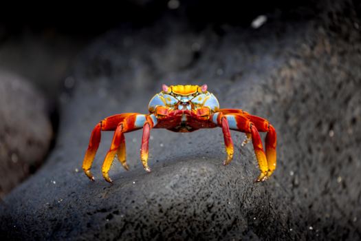 Galápagos eilanden - Sally lightfoot onzichtbaar